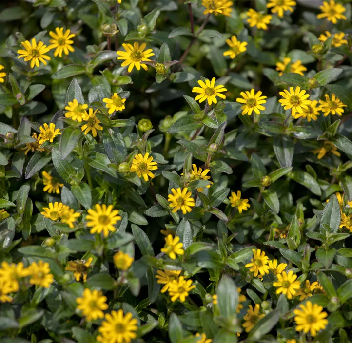 Husarenknopf