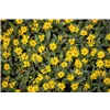 bellaflora Gartencenter GmbH