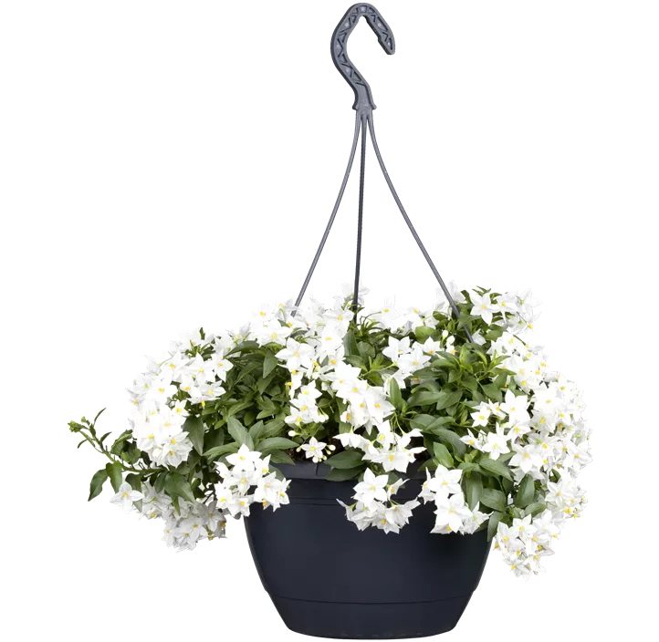 Jasminblütiger Nachtschatten