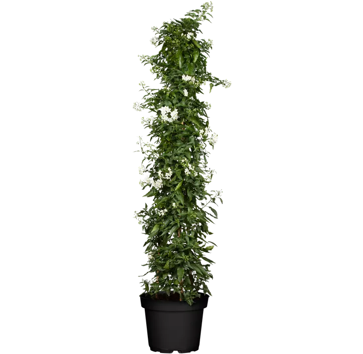 Jasminblütiger Nachtschatten