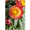 bellaflora Gartencenter GmbH