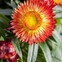 Xerochrysum bracteatum