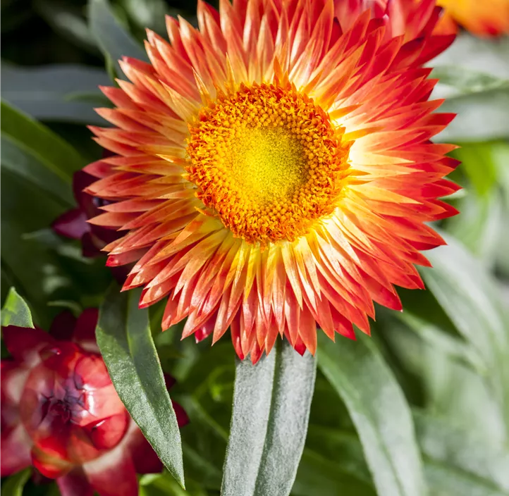 Garten-Strohblume