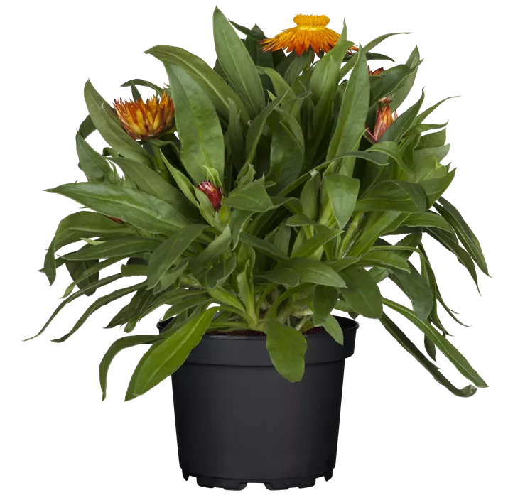 Garten-Strohblume