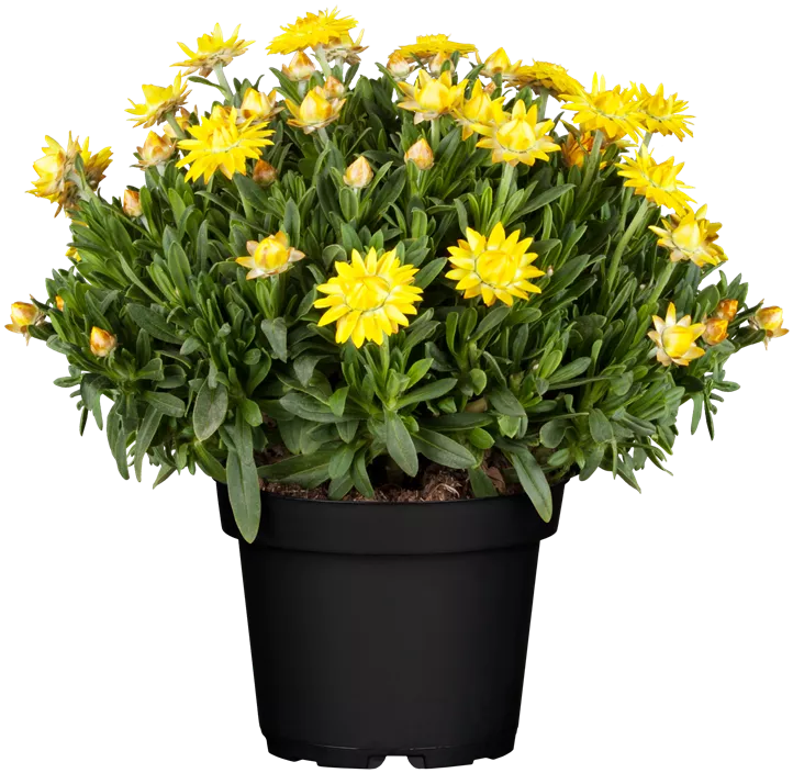 Garten-Strohblume