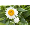 bellaflora Gartencenter GmbH