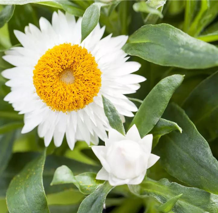 Garten-Strohblume