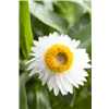 bellaflora Gartencenter GmbH