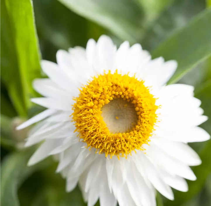 Garten-Strohblume
