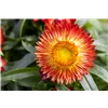 bellaflora Gartencenter GmbH