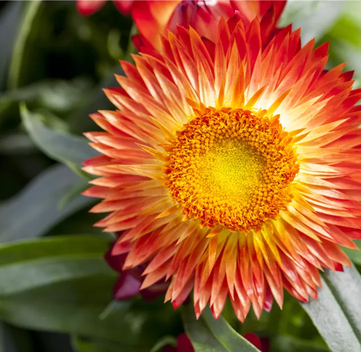 Garten-Strohblume