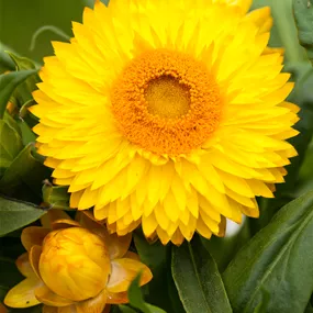 Xerochrysum bracteatum