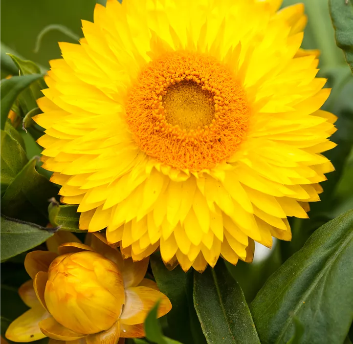Garten-Strohblume
