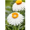 bellaflora Gartencenter GmbH
