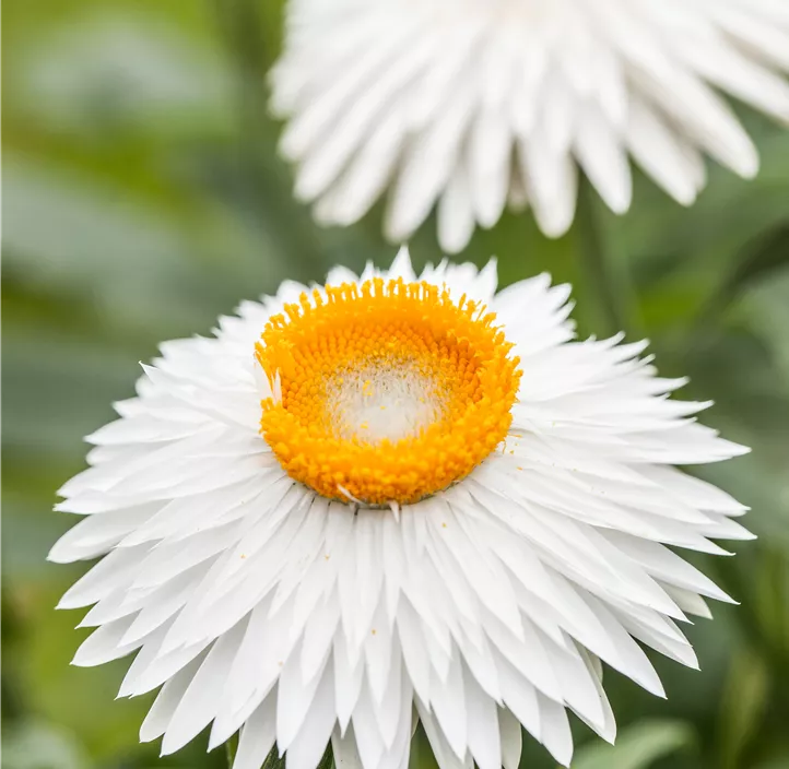 Garten-Strohblume