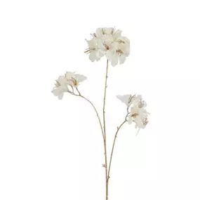 Azalea Vivaldi