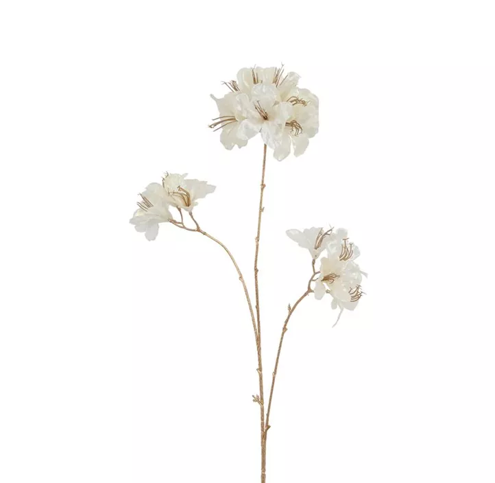 Azalea Vivaldi