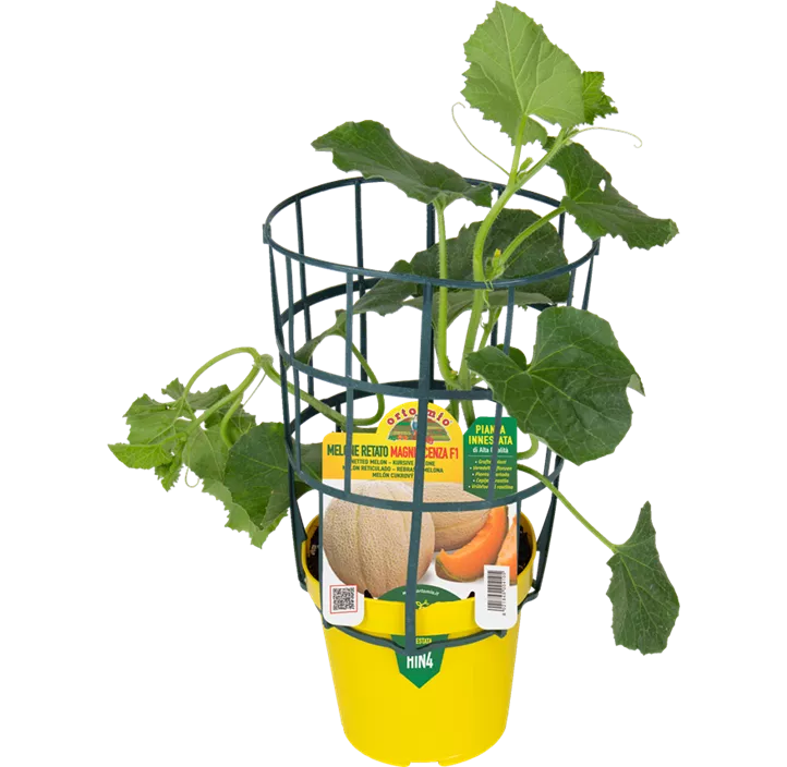 Honigmelone