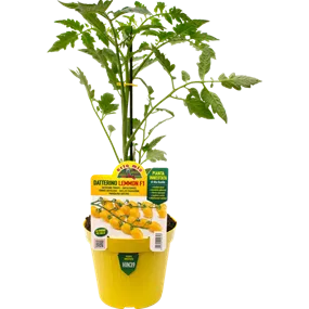 Lycopersicon Ivorno gelb Lycopersicon Ivorno gelb