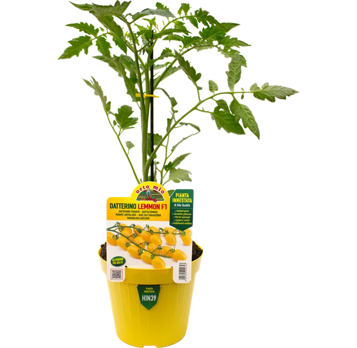 Kirschtomate, gelb