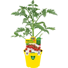 Lycopersicon Kirschtomate Bingo rot