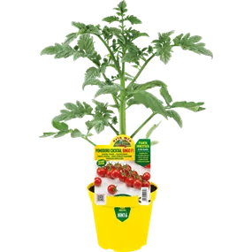 Lycopersicon Kirschtomate Bingo rot Lycopersicon Kirschtomate Bingo rot