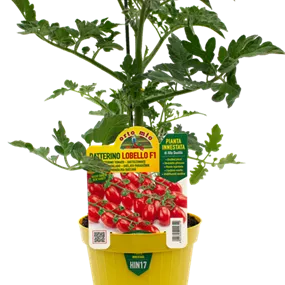 Lycopersicon Lobello rot Lycopersicon Lobello rot