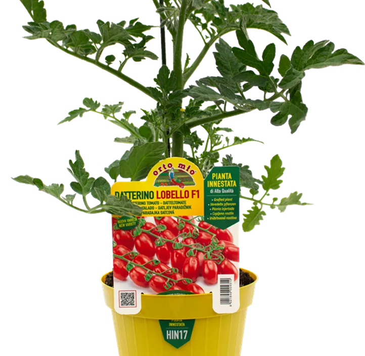 Kirschtomate 'Lobello'