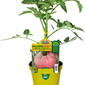 Lycopersicon Riesentomate Sorrentiner Rose Rosalinda rot Lycopersicon Riesentomate Sorrentiner Rose Rosalinda rot