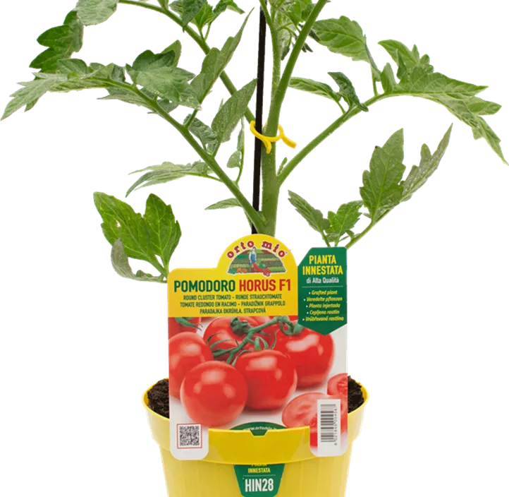 Tomate