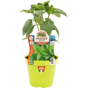 Ocimum basilicum Bergbasilikum Artico Ocimum basilicum Bergbasilikum Artico