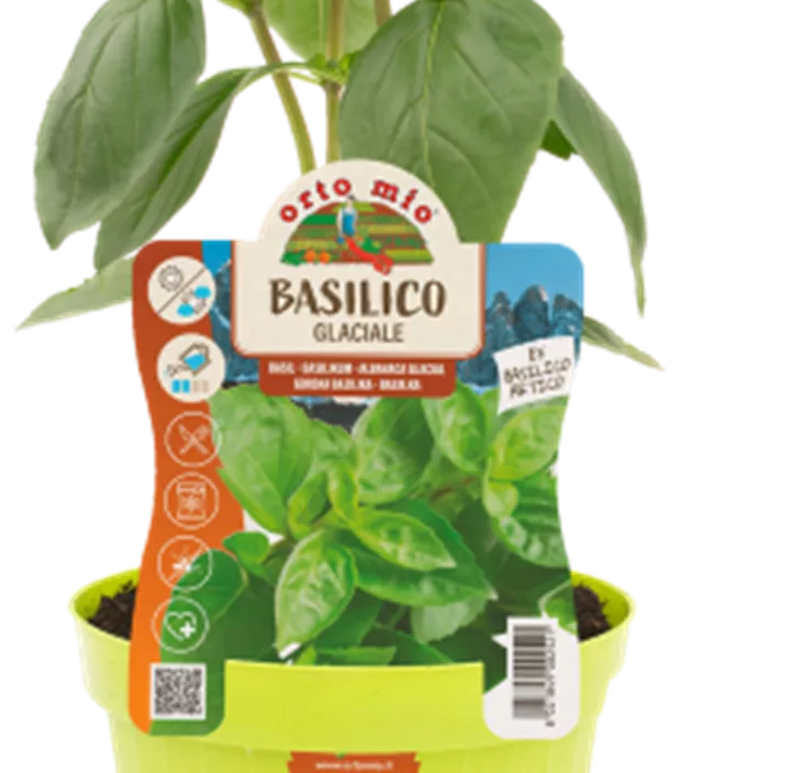 Basilikum