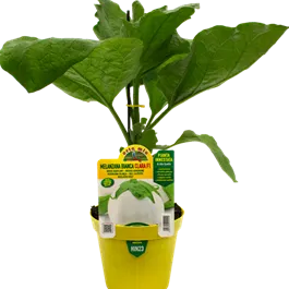 Solanum melongena Carla weiß