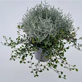 Calocephalus+Mühlenbeckia