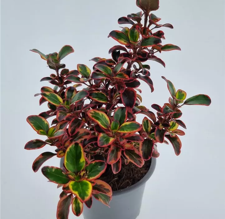 Koprosma 'Red Ruby'