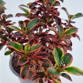 Coprosma repens 'Red Ruby'