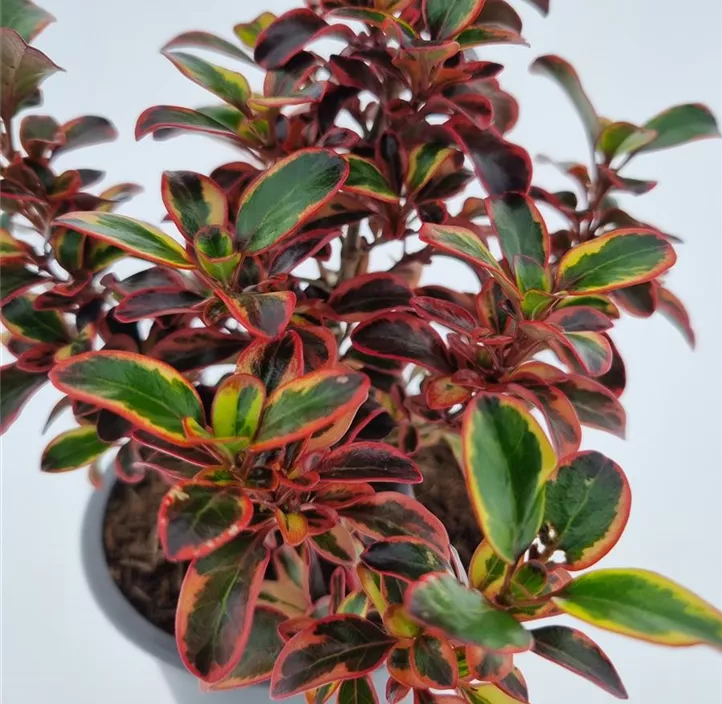 Koprosma 'Red Ruby'