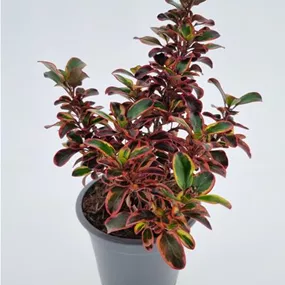 Coprosma repens 'Red Ruby' Coprosma repens 'Red Ruby'