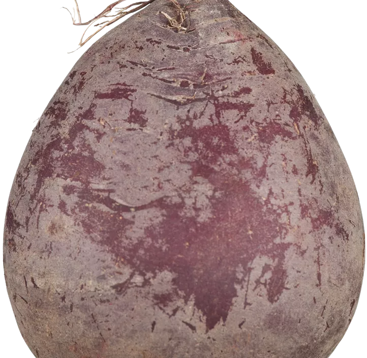 Rote Rübe