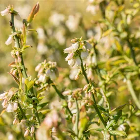 BIO Vaccinium corymbosum Hortblue Petite