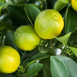 Citrus mitis Calamondin Ministamm
