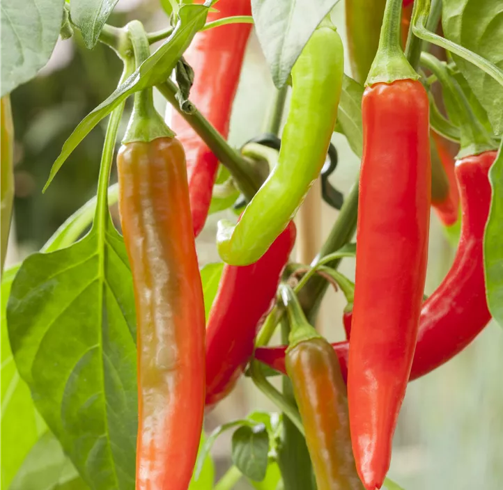 Paprika