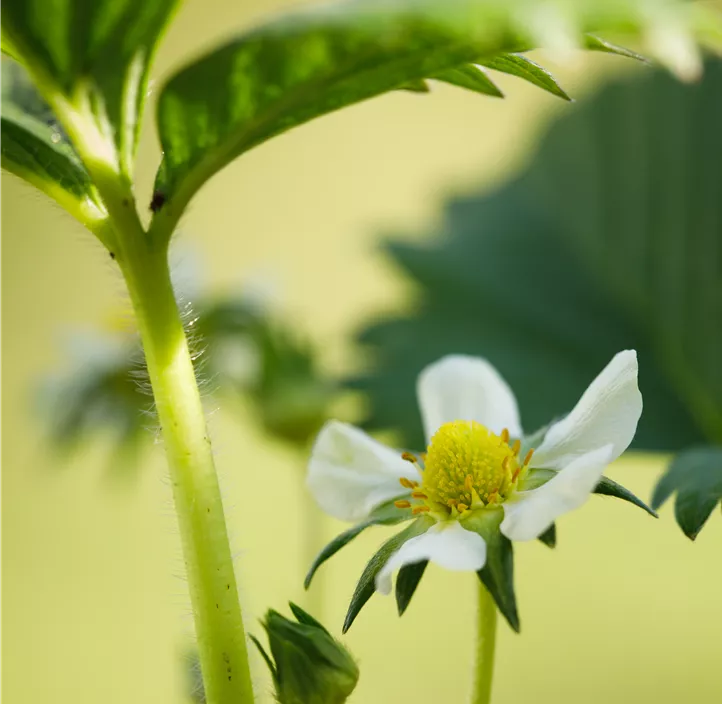 Erdbeere 'Elan' Erdbeere 'Elan'