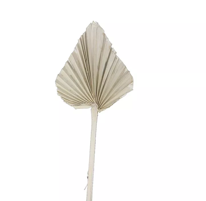 Palmspeer 3er Pkg