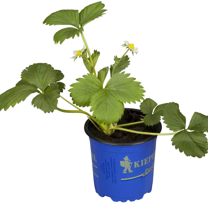 Erdbeere 'Elan' Erdbeere 'Elan'