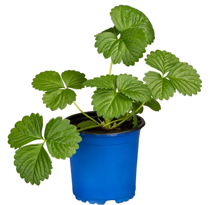 Erdbeere 'Elan' Erdbeere 'Elan'