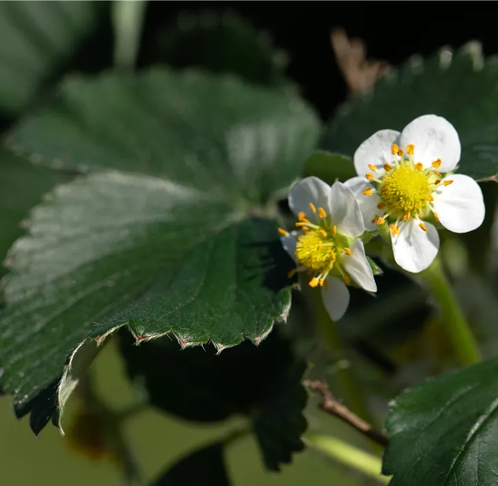 Erdbeere 'Elan' Erdbeere 'Elan'