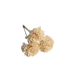 Shola Dalia mit Draht 3er Pkg.