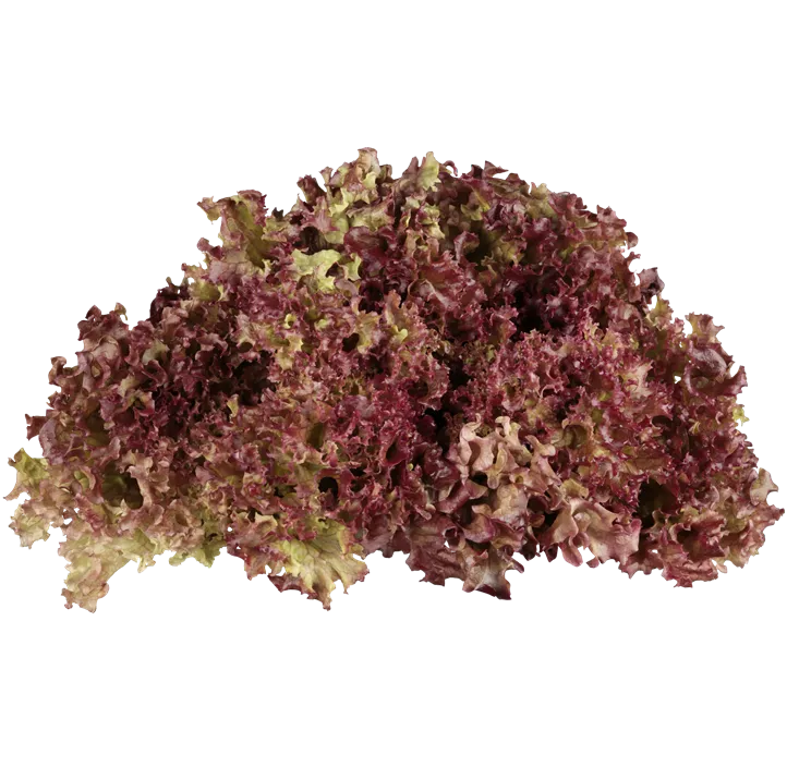 Pflücksalat 'Lollo rosso'