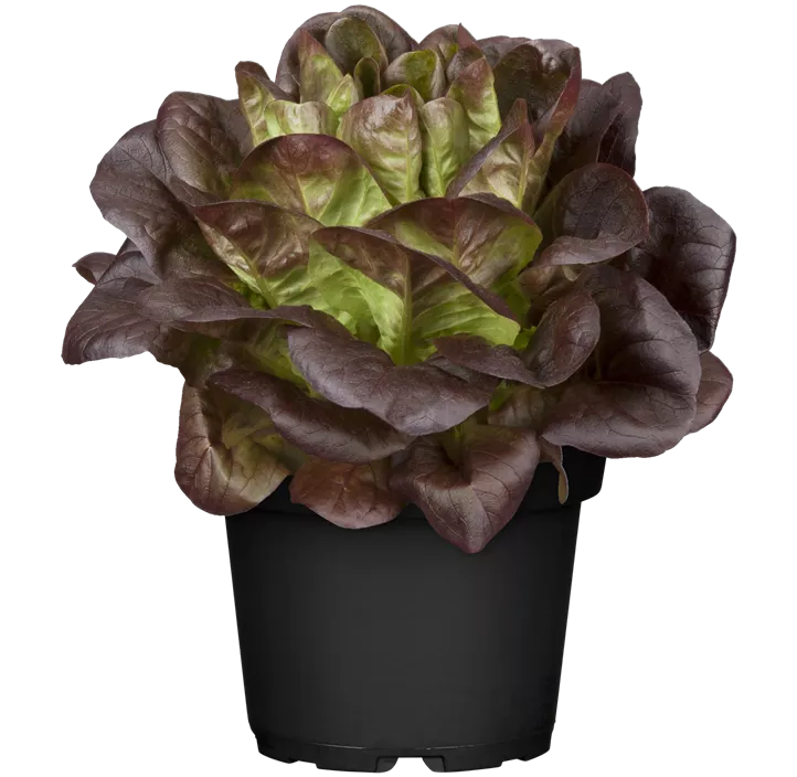 Pflücksalat 'Lollo rosso'